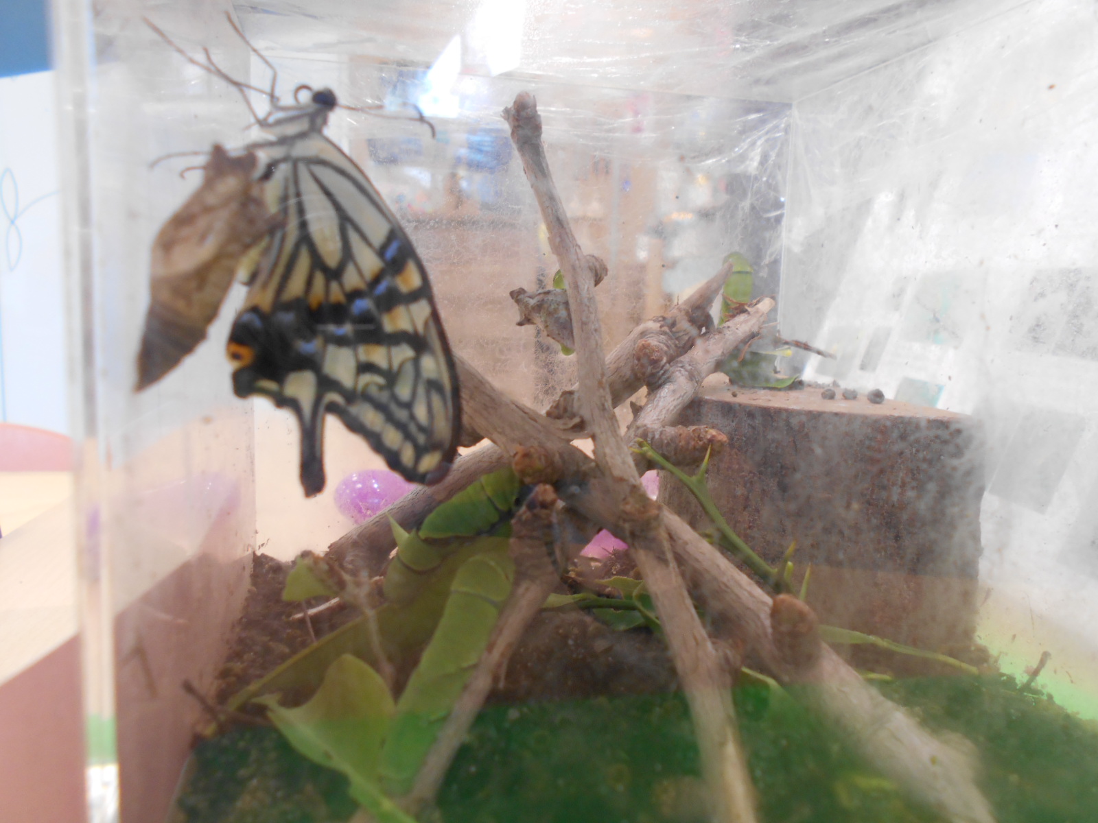 青虫からアゲハ蝶になりました ボーネルンドショップ プレイヴィル 大阪城公園ブログ ボーネルンドショップ