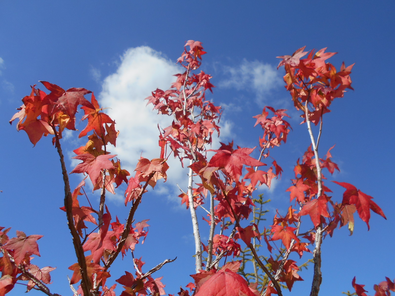 紅葉の季節ですね！