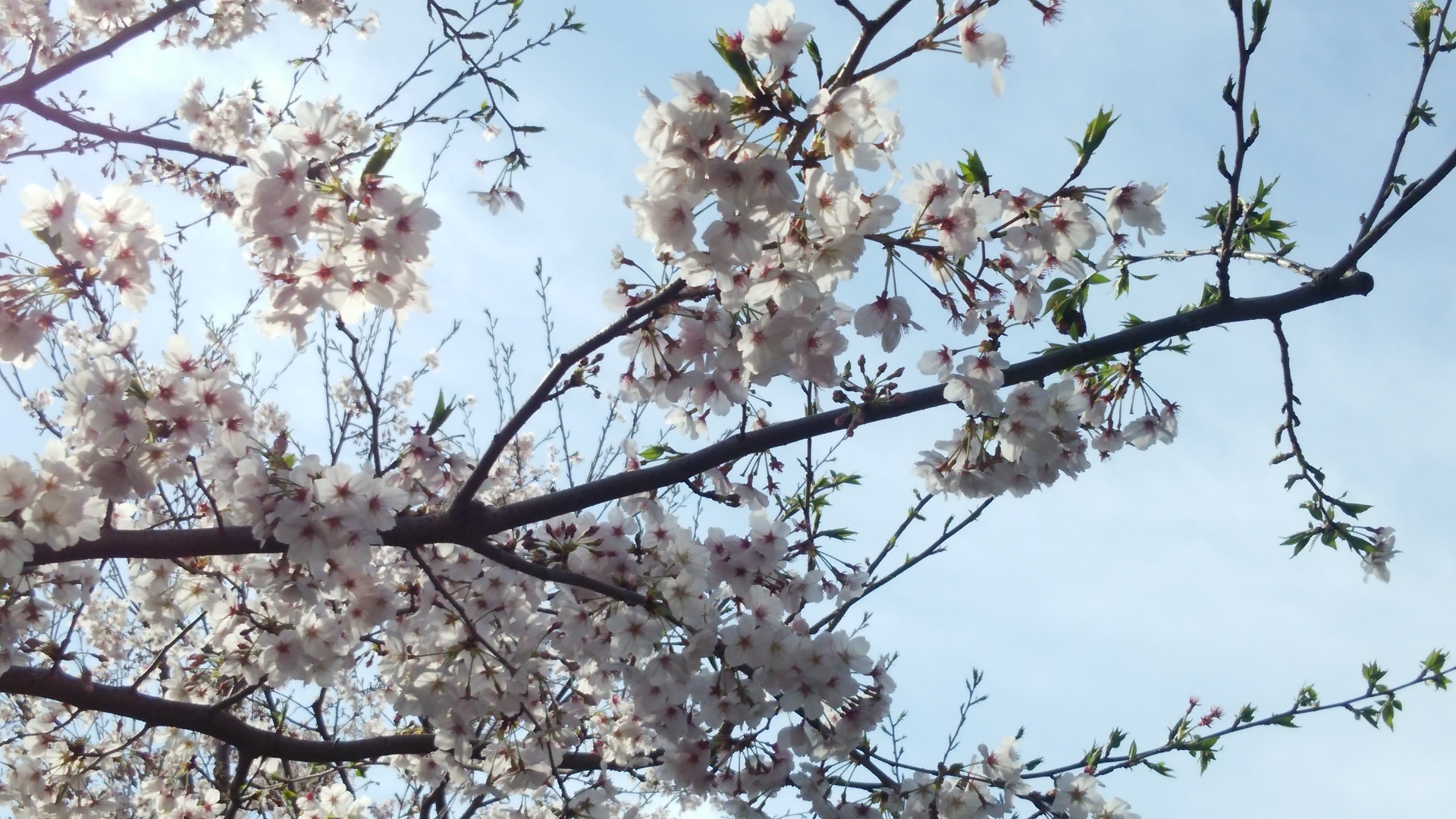 どうして新学年は4月に始まるの？(1)